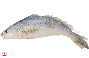 Kallur , Medium Big Size 1 Kg ( Boat Catch  )