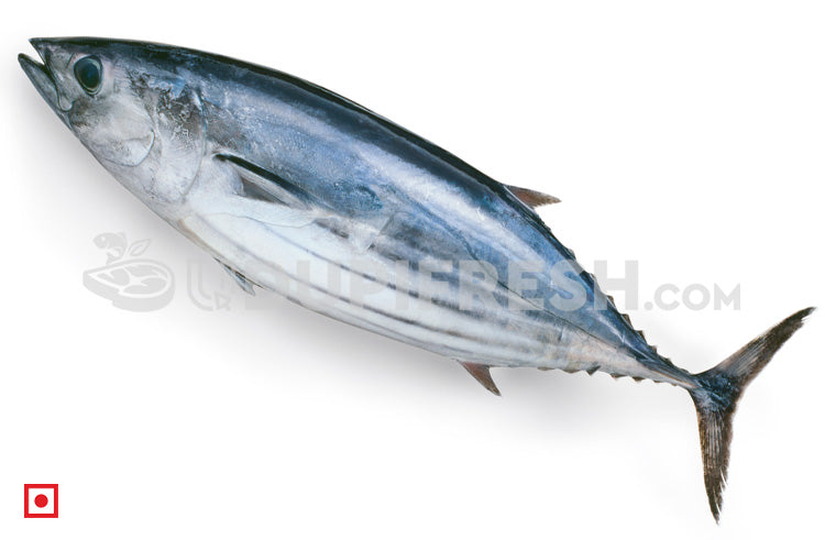 Fresh Kedar – Tuna Fish/ಟ್ಯೂನ ಮೀನು 1 Kg – udupifresh.com