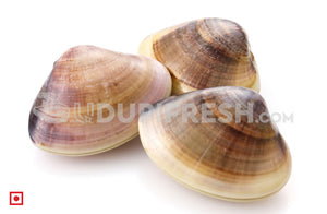 Marwai – Shell,Clam/ಮರುವಾಯಿ (Medium)(100 counts) (5551482405028)