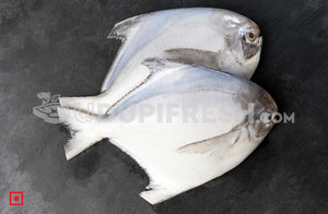 Maanji – White Pomfret( 1 Kg) Medium Size (5551456583844)