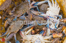 Load image into Gallery viewer, Crabs - Medium Size  1 Kg (5551550824612)
