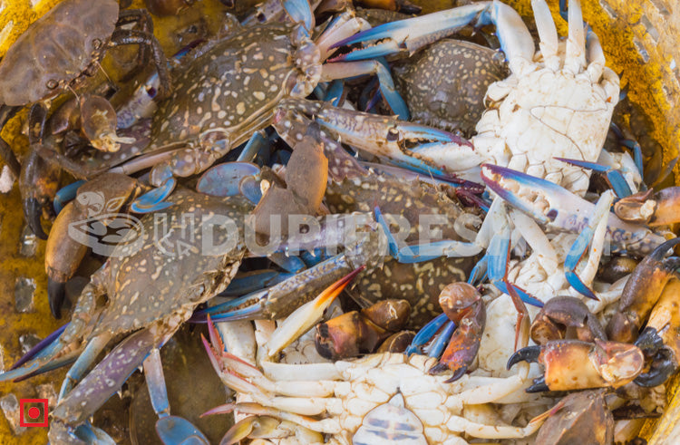 Crabs - Medium Size  1 Kg (5551550824612)