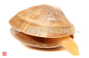 Marwai – Shell,Clam (Big)(100 counts) (5551484829860)