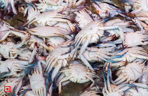 Crabs - Medium Size  1 Kg (5551550824612)
