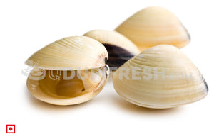 Marwai – Shell,Clam (Big)(100 counts) (5551484829860)