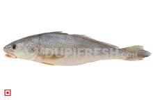 Load image into Gallery viewer, Kallur – Yellow Croaker(1 kg) (5551273083044)

