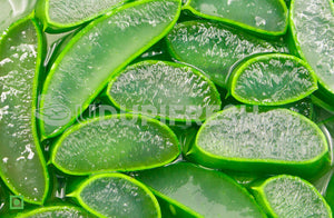 Fresh Aloe Vera Leaves