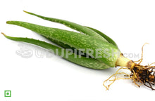 Load image into Gallery viewer, Fresh Aloe Vera Leaves
