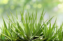 Load image into Gallery viewer, Fresh Aloe Vera Leaves
