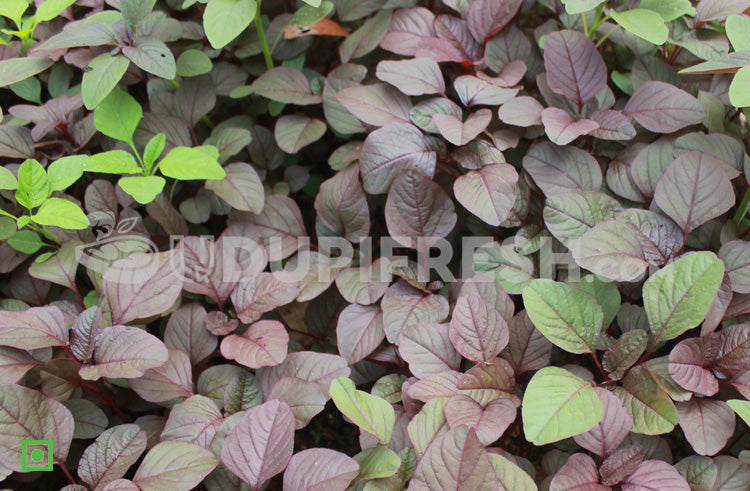 Harive Soppu - Red,(Red Amaranth) 500 g – UDUPI FRESH