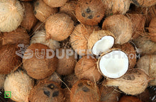 Load image into Gallery viewer, Coconut - Medium, 1 pc (5556046168228)
