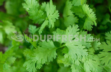 Load image into Gallery viewer, Coriander Leaves/ಕೊತ್ತಂಬರಿ ಎಲೆಗಳು, 100 g (5560270192804)
