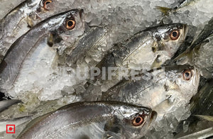 False Trevally / Ademeenu, 1 Kg