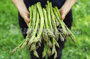 Fresh Asparagus, 500 g