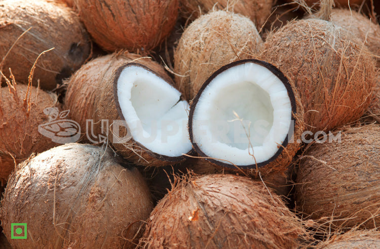 Coconut - Medium, 1 pc (5556046168228)