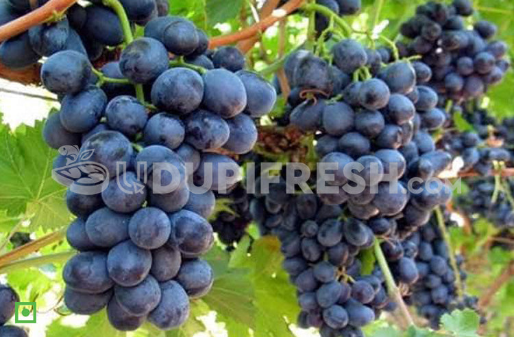Grapes - Bangalore Blue with Seed, 500 g (5556002390180)
