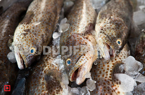 Freshwater Fresh Groper Fish / Hamour Fish  1 Kg