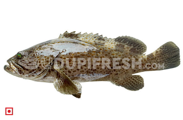 Freshwater Fresh Groper Fish / Hamour Fish  1 Kg