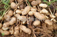 Load image into Gallery viewer, Raw groundnut with shell, 1 Kg
