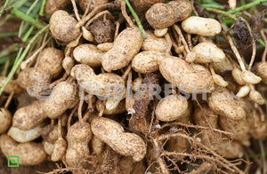 Raw groundnut with shell, 1 Kg