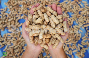 Raw groundnut with shell, 1 Kg