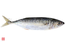 Load image into Gallery viewer, Indian Mackerel Bangda Fish Small (6 Count) (5551689007268)
