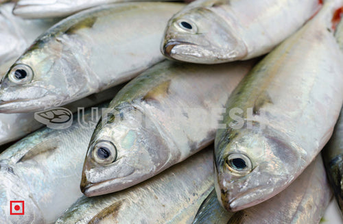 Indian Mackerel Bangda Fish Small (6 Count) (5551689007268)