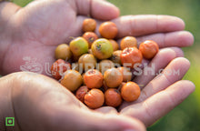 Load image into Gallery viewer, Local Small Bogari, Local jujube , 400  to 500 g
