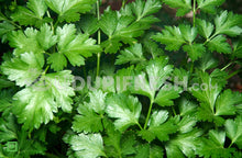Load image into Gallery viewer, Parsley, 100 g
