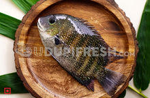Load image into Gallery viewer, Freshwater Fresh Pearl Spot Fish, Karimeen, 1 Kg
