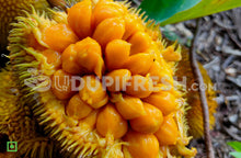 Load image into Gallery viewer, Pejakay - Wild Jackfruit , 2 pc

