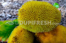 Load image into Gallery viewer, Pejakay - Wild Jackfruit , 2 pc
