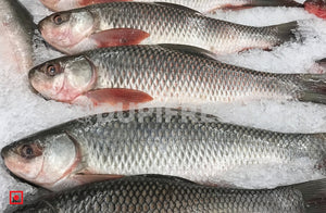 Freshwater Fresh Rohu / Rui, 1 Kg