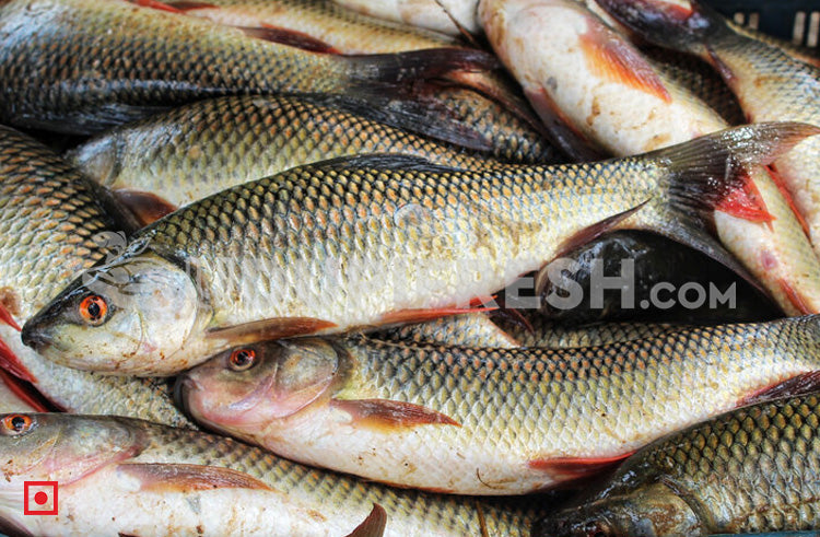 Rohu Fish Rohu Fish, For Household, Packaging Type: Thermocol Box At