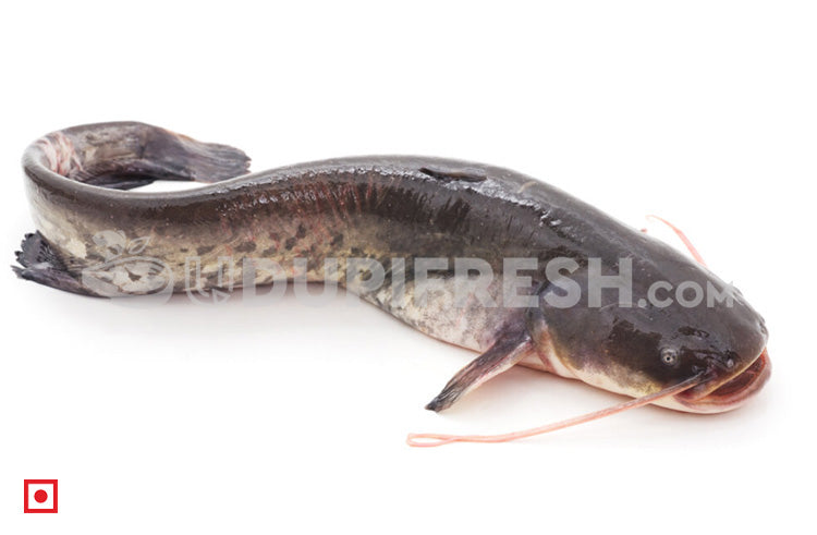 Fresh Singhara / Seenghala Fish , 1Kg – UDUPI FRESH