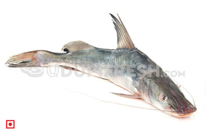 Singhara / Seenghala Fish , 1Kg