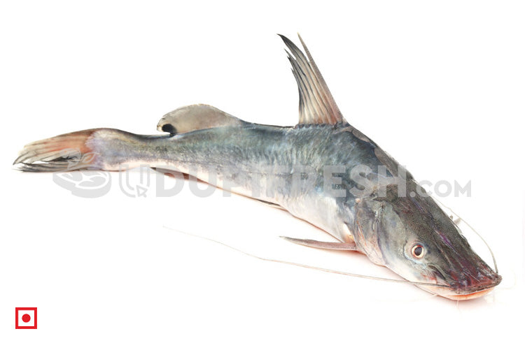 Fresh Singhara / Seenghala Fish , 1Kg – UDUPI FRESH