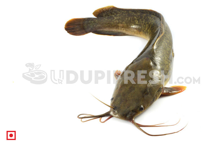 Fresh Singhara / Seenghala Fish , 1Kg – UDUPI FRESH
