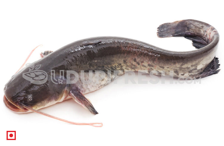 Fresh Singhara / Seenghala Fish , 1Kg – UDUPI FRESH