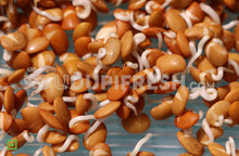 Load image into Gallery viewer, Sprouts - Horse Gram, 200 g (5561201623204)
