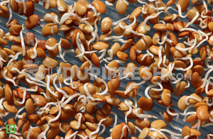 Sprouts - Horse Gram, 200 g (5561201623204)