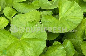 Organic Fresh Thimare Leaves , 100 g