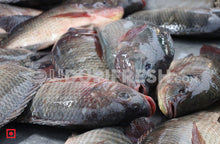 Load image into Gallery viewer, Freshwater Fresh Tilapia, 1 Kg
