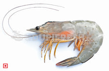 Load image into Gallery viewer, White Prawns - Small, 1 kg (5551707685028)
