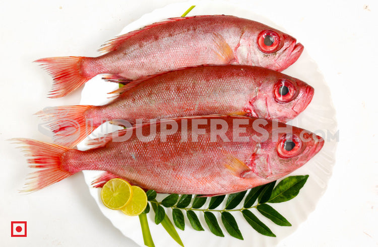 Disco – Finned Bulleye ( Medium), 1 Kg