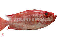 Load image into Gallery viewer, Disco , Big – Finned Bulleye, 1 Kg
