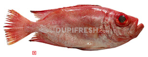 Disco – Finned Bulleye ( Medium), 1 Kg