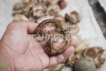 Load image into Gallery viewer, Areca Nut, 3 pc

