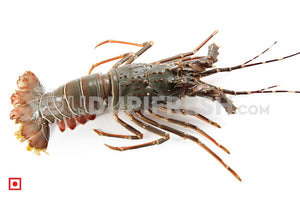 Lobster, 1 Kg