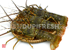 Lobster, 1 Kg